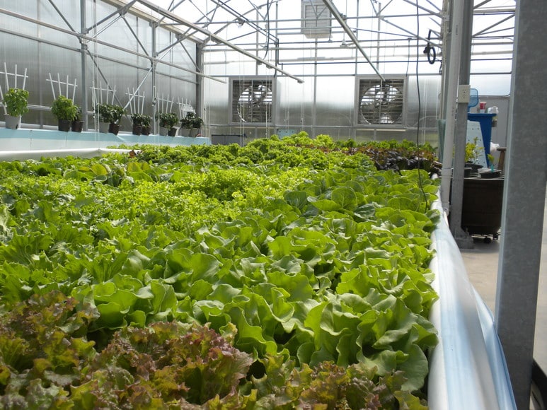 Hydroponics Systems You Need To Know - Rebuild Garden