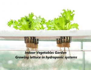 How To Grow Vegetables Indoors Without Soil