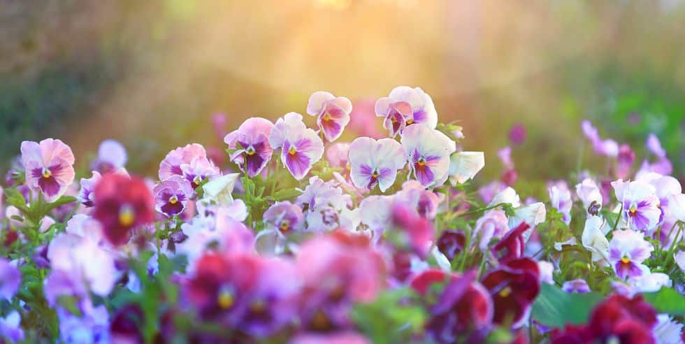 10 Flowers Should Be Planted In Winter