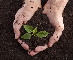 Rebuild Garden Dirt Soil