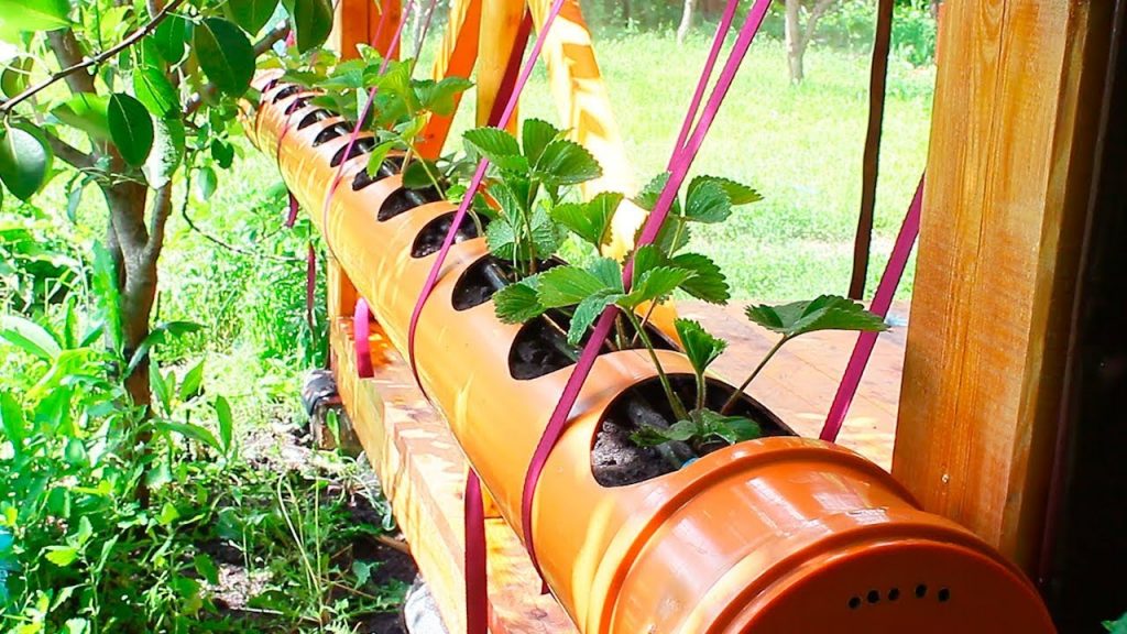 Strawberries In A Pvc Pipe 200 Mm, Using Pvc Pipe For Gardening
