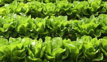 How to Grow Lettuce at Home