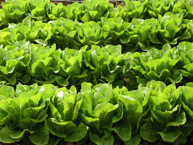 Cum să crești salată verde acasă